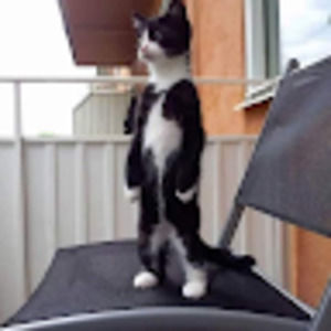 Meet your Posher, Everett